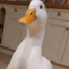Duck Man