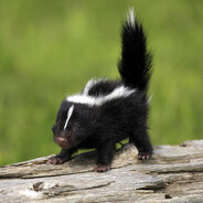 Stinky Skunk