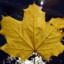 Yellow leaf