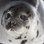 A Baby Seal