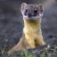 slippery weasel