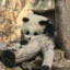 迪迦奥特曼