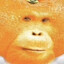 iwantachimpkits