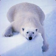 Mads - steam id 76561197961786222