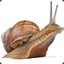 snail (: