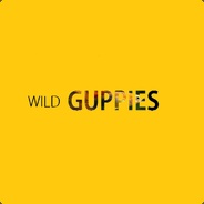 wild guppies
