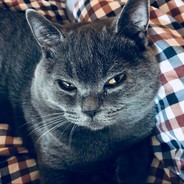 原神高手_Genshin_Expert