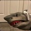 SharkBaby | Pvpro.com