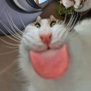 КоТэПоДнАрКоТэ#Rus