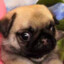 Puginaburrito
