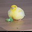 Birb