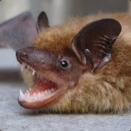 ChiggyChiggyBatPiss