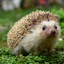 Smol Hedgehog (bird)