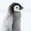 ThePenguinSnoozer