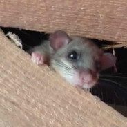 𝖇𝖚ł𝖊𝖈𝖟𝖐𝖆