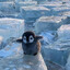 lil penguin