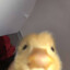 lil_ducky