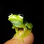 froggie