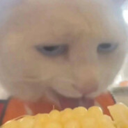 猫咪﷽﷽﷽﷽﷽﷽﷽﷽