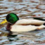 Canard Colvert