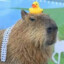 CAPYBARA