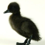 Nizar - steam id 76561199573891953