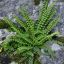 Asplenium Trichomanes