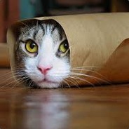 A Wrapped Up Cat