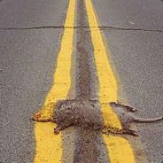 Roadkill