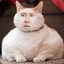 Nicolas Cage macskája