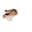 steve jobs&#039; fursona paw jobs