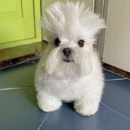 Smart Dog