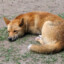 Darth_Dingo