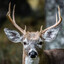 Deer Basketball