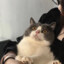 譚