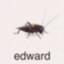 edwa
