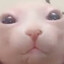Bingus