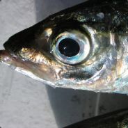 Carapau420 #Meio_Ninja