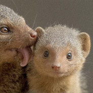 Mongoose
