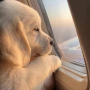 四川第一田园犬