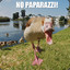 agressive goose, keep walking