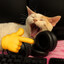 twitch\ni_kusya