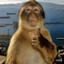 Avatar of player seel