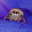 spoder