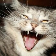 Hellcat