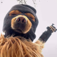 江湖人称大大怪