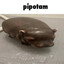 Pipotam