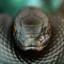 black mamba