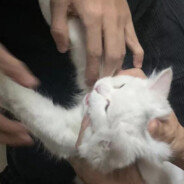 ziqianzzz