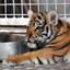 Tiger Cub